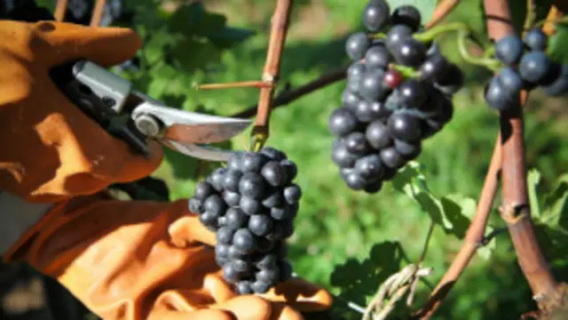 vinhedo na Serra Gaúcha | Divulgação - Wines of Brazil