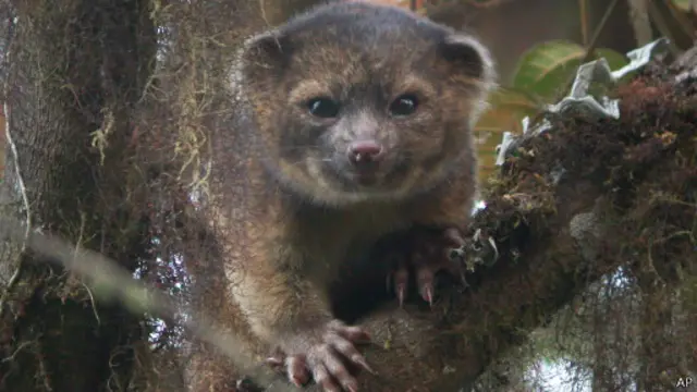 Olinguito (AP)
