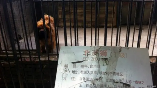 بہت سے لوگوں نے چین میں چڑیا گھر کی خراب دیکھ ریکھ کو تنقید کا نشانہ بنایا ہے