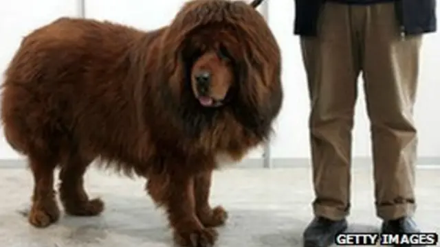 तिब्बती नस्ल का कुत्ता.