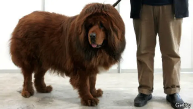 Mastim tibetano - Foto: Reprodução