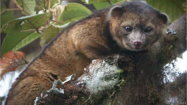 " 21 वीं शताब्दी में स्तनपाई जीवों की कोई नई प्रजाति मिलना एक दुर्लभ घटना है."