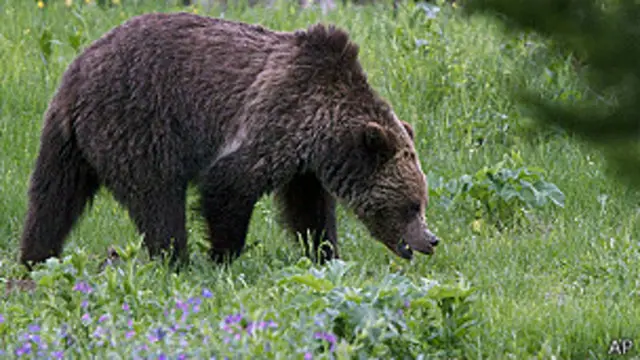 Oso grizzly