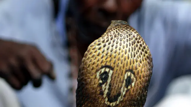 يقام المهرجان السنوي لمروضي الثعابين في قرية بوربا بيشنوبور في ولاية غرب البنغال. (أ.ف.ب.)