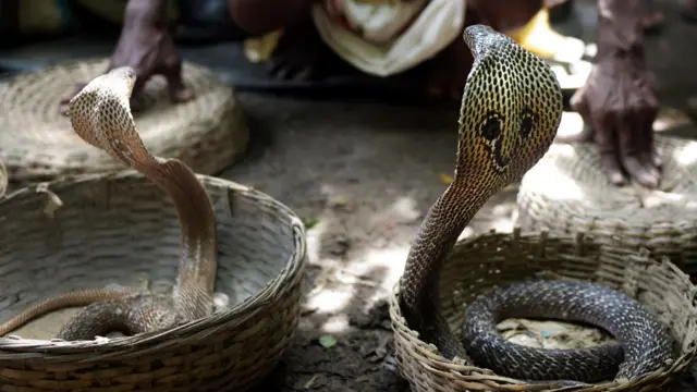 يعتقد الهندوس أن الآلهة ماناسا التي تجسدها ثعابين الكوبرا السامة، تجلب الحظ الحسن قبيل موسم الحصاد. (أ.ف.ب.)