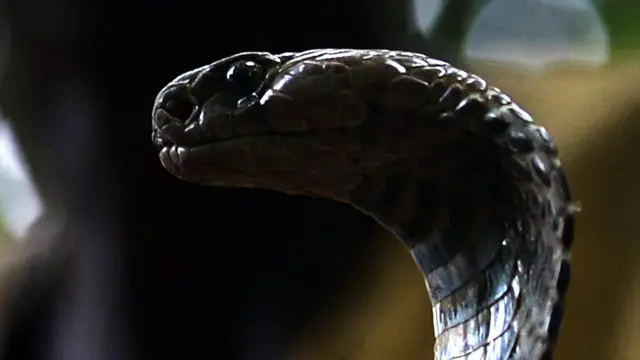 يقول احد المروضين "عملنا لم يعد مربحا كما كان، فالناس يريدون اخذ البركات من الثعابين، ولكنهم اصبحوا بخلاء ولا يتبرعون لنا بالمال." (أ.ف.ب.)