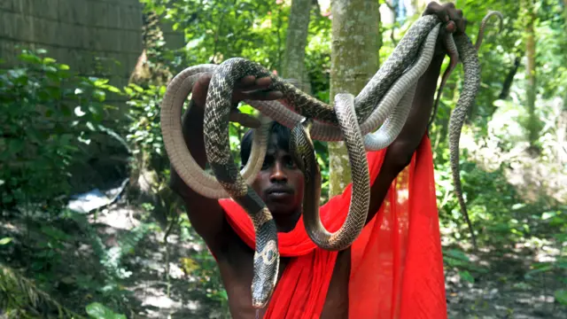 كان مروضو الكوبرا يتمتعون بشعبية من جانب السائحين، ولكن عملهم تقلص بشكل كبير بعد أن اصدرت الحكومة الهندية في عام 2002 قانونا يحظر استخدام الحيوانات البرية لاغراض تجارية. (أ.ف.ب.)