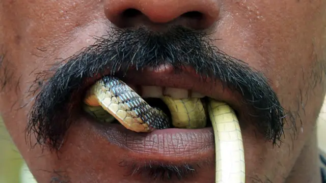 مروض وضع ثعبانا في فمه. يتهم ناشطو حقوق الحيوانات باساءة معاملة الثعابين واقتلاع انيابها، ولكن المروضين ينفون ذلك قائلين "هذه الثعابين تعتبر آلهة بالنسبة لنا. نحن نعبد الثعابين، ولن نؤذيها ابدا." (أ.ف.ب.)