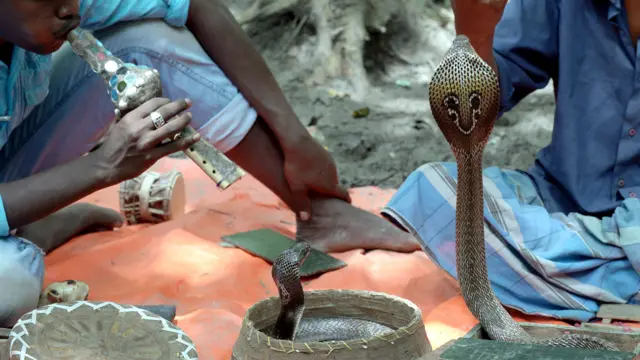 كان المروضون يبيعون سم الافاعي لمصنعي الادوية، ولكن هؤلاء بدأوا باستخدام السم الاصطناعي مما اثر سلبا على معيشة المروضين.