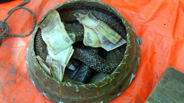 يقول أحد المروضين "إن تدريب الثعابين على الرقص فن." (أ.ف.ب.)