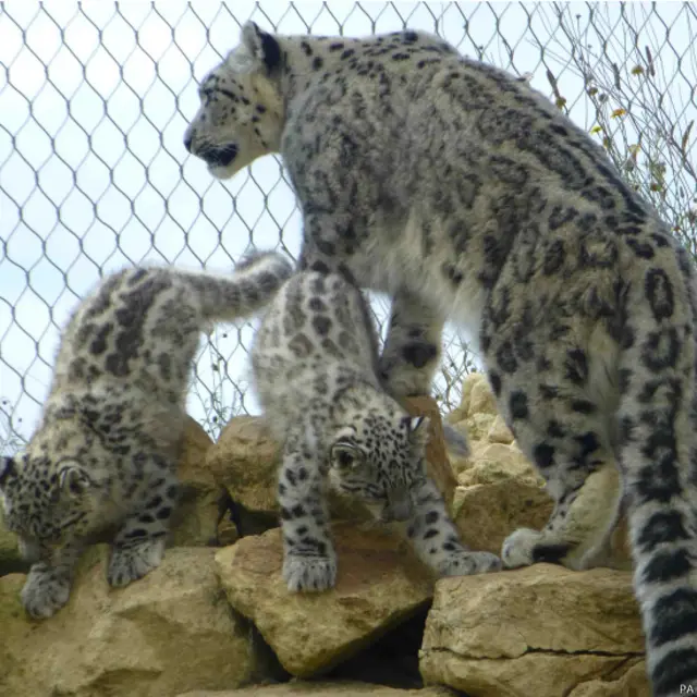 हिम तेंदुए