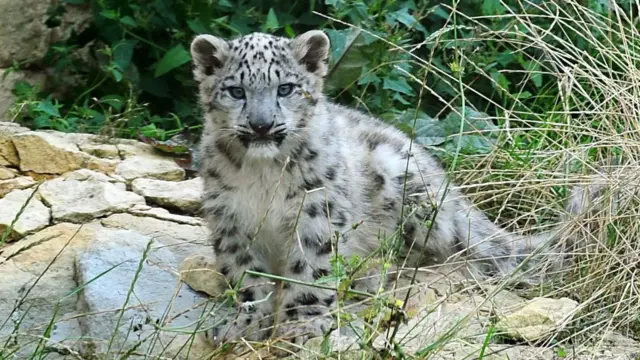 हिम तेंदुए