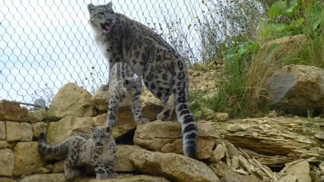 हिम तेंदुए