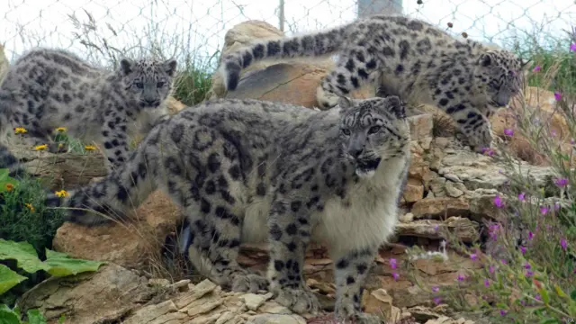 हिम तेंदुए