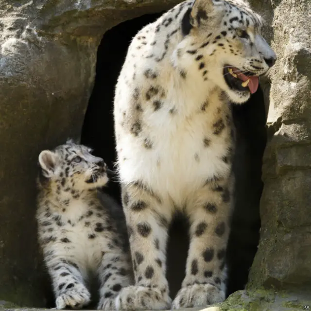 हिम तेंदुए