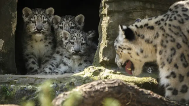 हिम तेंदुए