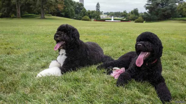 Presiden Barack Obama memelihara dua anjing, yakni Bo dan Sunny. 