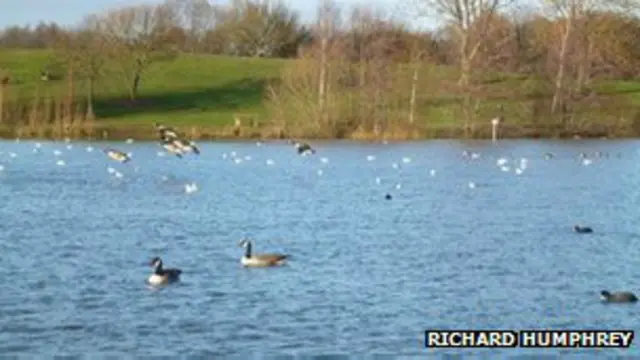 ब्रिटेन में बतख ज़्यादा खाने से उड़ नहीं पा रहे हैं