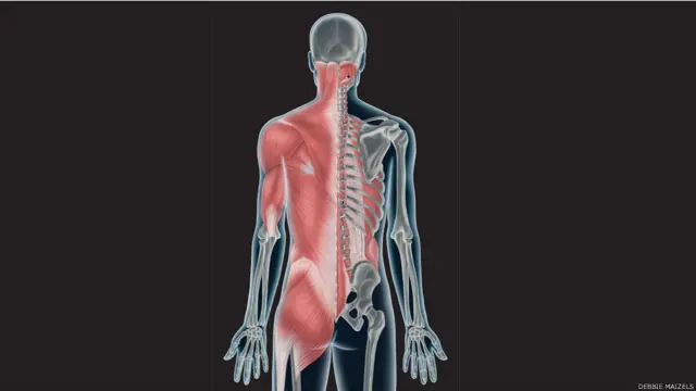 मांसपेशियां और अस्थिरज्जु