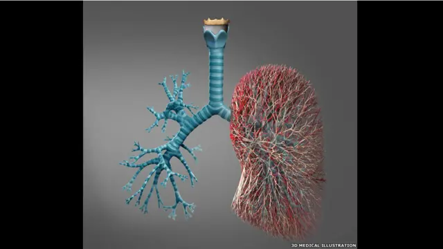 श्वासनली और ब्रांकियल ट्री (श्वसनी वृक्ष) की शरीर रचना