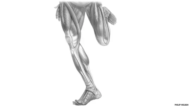 पैर के निचले हिस्से की शरीर रचना