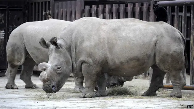 लुप्त हो चुके जीव