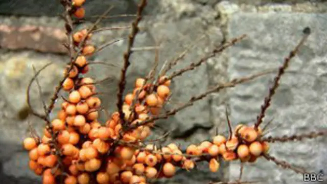 Espinheiro marítimo. Foto: BBC