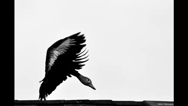 Это фото без подписи прислал Виктор Одновьюн.