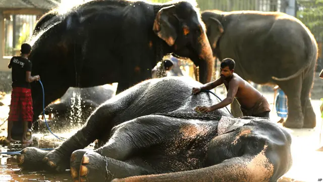 श्रीलंका में बौद्ध धार्मिक उत्सव का आयोजन