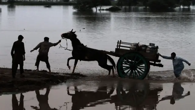 اس سیلاب سے مویشیوں کو بھی نقصان پہنچا ہے اور بلوچستان میں سب سے زیادہ 4,555 مویشی ہلاک ہوئے ہیں