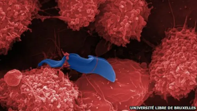 ويلبورن وايي د دغې ناروغۍ پر وړاندې د انسانانو درملنه خورا پېچلې او ګرانه ده، خو د څارويو لپاره يې درمل خورا ارزان دي