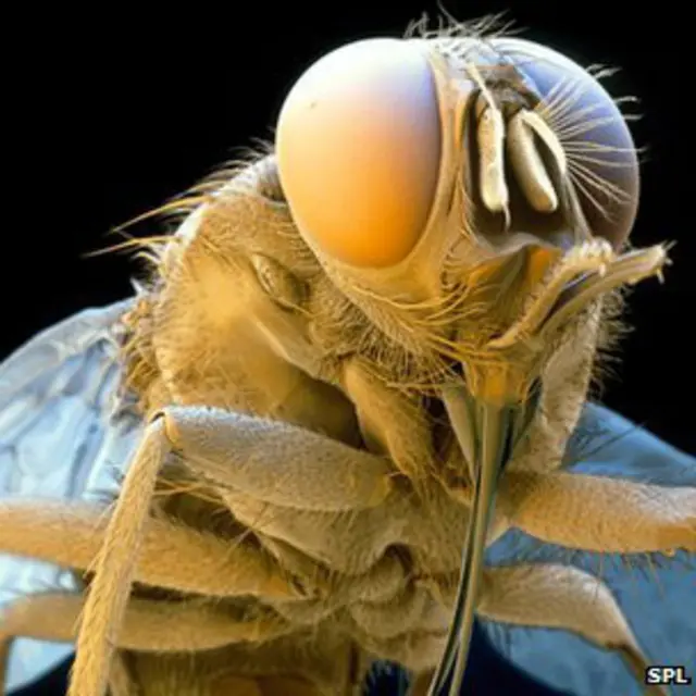 सेटसी मक्खी