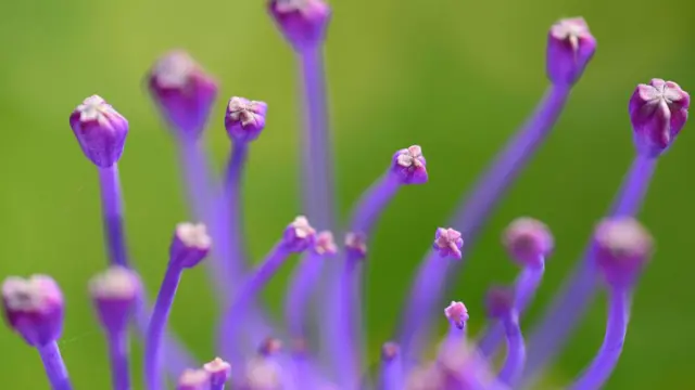 英国生态学会2013年度摄影展
