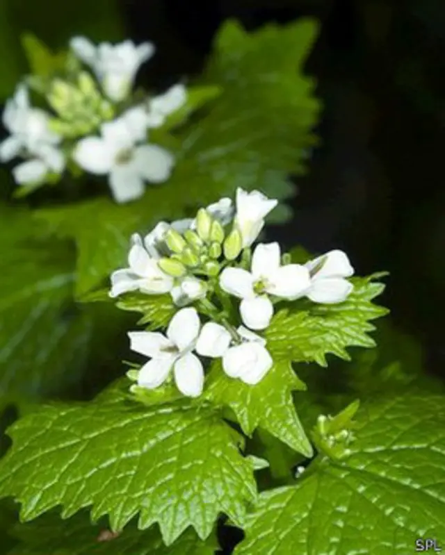 Alliaria petiolata