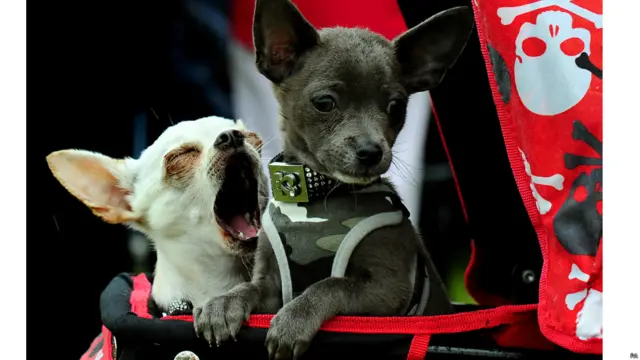 डर्बीशायर में होने वाले कैपेबल कैनाइंस डॉग शो के दौरान सुस्ताते हुए चिहुआुहआ और ग्रेयसन.