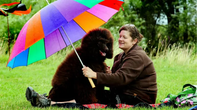 रूथ वॉल्टन अपने पूडल ट्रेवर को बारिश से बचाते हुए. ट्रेवर डर्बीशायर में होने वाले कैपेबल कैनाइंस डॉग शो में भाग लेने के लिए आया है.