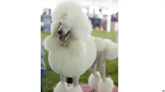 नओमी को इंतजार है ओहियो में होने वाले चार्जिन वैली क्लासिक डॉग शो के शुरु होने का. यह शो इतवार को होता है.