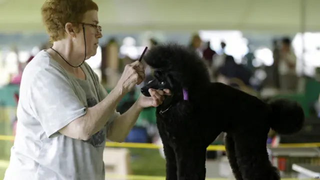 मैरलिन मैलक्स ओहियो में होने वाले चार्जिन वैली क्लासिक डॉग शो में शामिल होने के लिए अपने कुत्ते टी को तैयार करते हुए.
