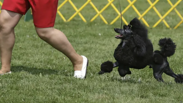 ओहियो में होने वाले चार्जिन वैली क्लासिक डॉग शो में शामिल होने के लिए तैयारी करता केसी.