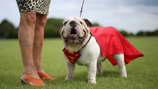 डबलिन के डबिन कॉमिक कॉन में शामिल होने के लिए तैयार होमर.