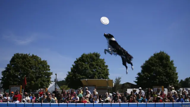 न्यूजर्सी के-नाइन इन फ्लाइट डॉग शो में एरो नामक कुत्ता छलाँग मारते हुए.