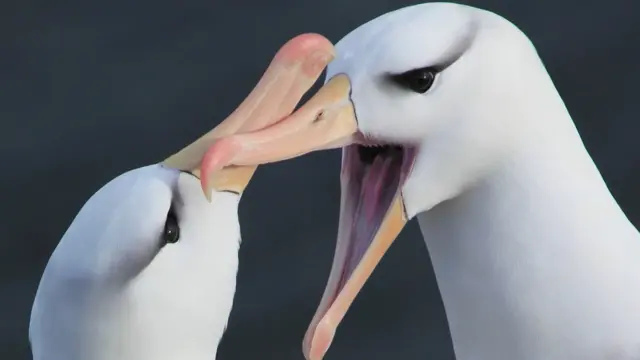 Albatros di kepulauan Falkland, Zoe Davies/British Ecological Society