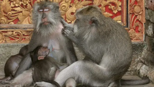 Kera ekor panjang di Ubud, Silviu Petrovan/British Ecological Society