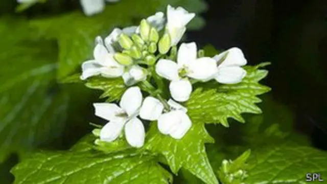 Кінський часник