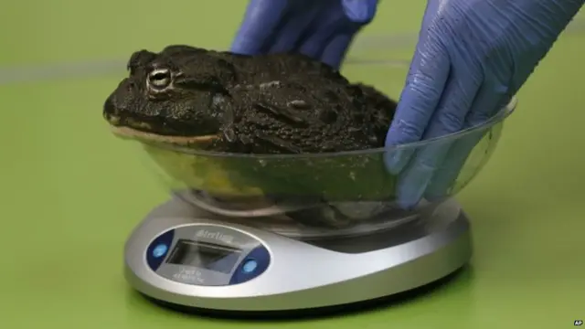 लंदन चिड़ियाघर ऑडिट