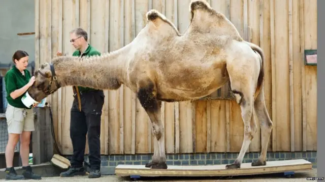 लंदन चिड़ियाघर ऑडिट