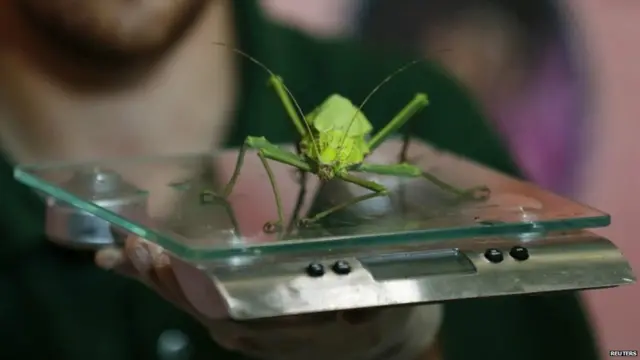 जिन जानवरों को नापा-तोला जा रहा है उनमें जंगल निम्फ़ स्टिक इनसेक्ट, वैक्सी मंकी फ्रॉग, और जाइंट अफ्रीकन लैंड स्नेल शामिल हैं.