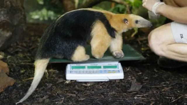 लंदन चिड़ियाघर ऑडिट