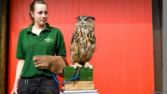 लंदन चिड़ियाघर ऑडिट