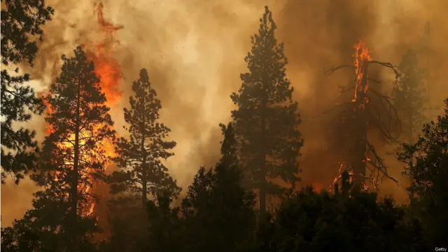 जंगल की आग